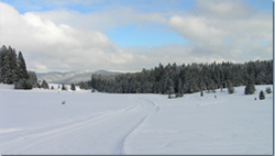 Hexenbuehlloipe im Bernau