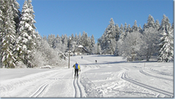 Bild Loipe - Furtwangen/Martinskapelle