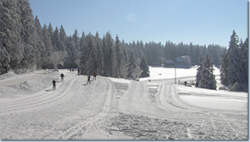 Bild Loipe - Furtwangen/Martinskapelle