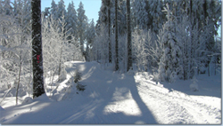 Bild Loipe - Furtwangen/Martinskapelle