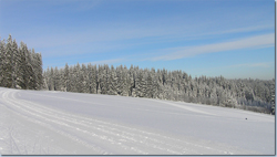 Bild Loipe - Titisee-Neustadt